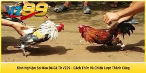 Kinh Nghiệm Soi Kèo Đá Gà Từ VZ99 - Cách Thức Và Chiến Lược Thành Công
