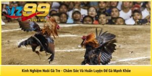 Kinh Nghiệm Nuôi Gà Tre - Chăm Sóc Và Huấn Luyện Để Gà Mạnh Khỏe