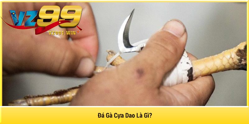 Đá Gà Cựa Dao Là Gì?
