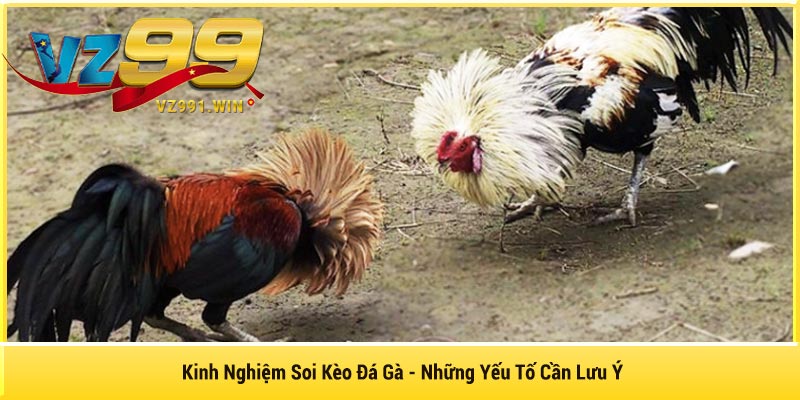 Kinh Nghiệm Soi Kèo Đá Gà - Những Yếu Tố Cần Lưu Ý