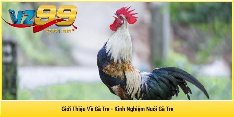 Giới Thiệu Về Gà Tre - Kinh Nghiệm Nuôi Gà Tre