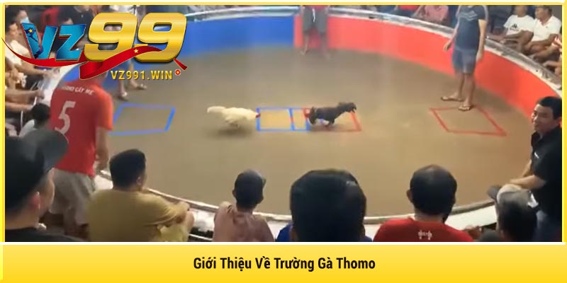 Giới Thiệu Về Trường Gà Thomo