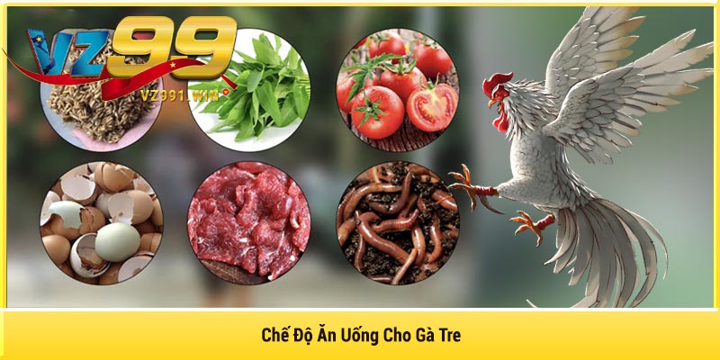 Chăm Sóc Sức Khỏe Gà Tre