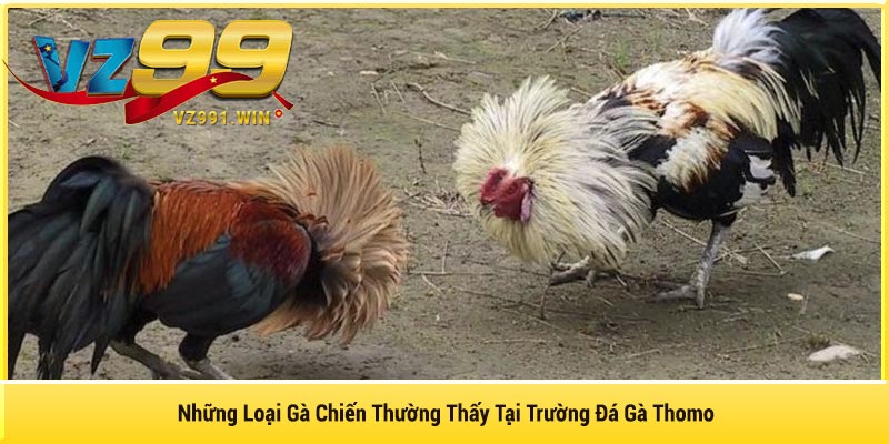 Những Loại Gà Chiến Thường Thấy Tại Trường Đá Gà Thomo