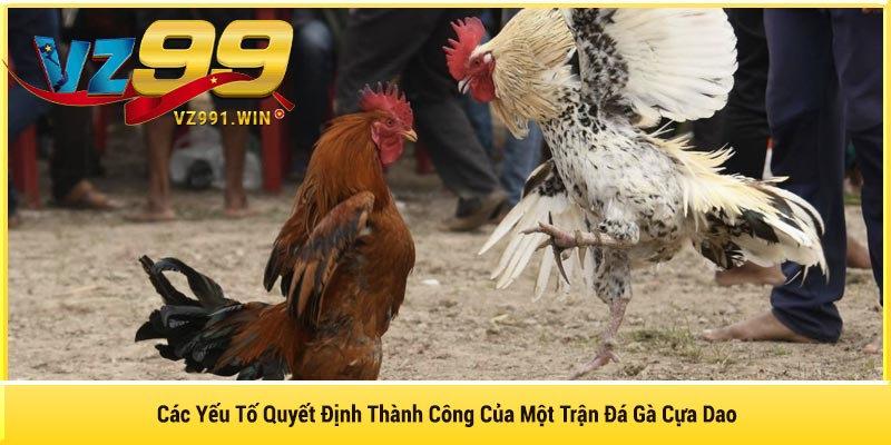 Các Yếu Tố Quyết Định Thành Công Của Một Trận Đá Gà Cựa Dao