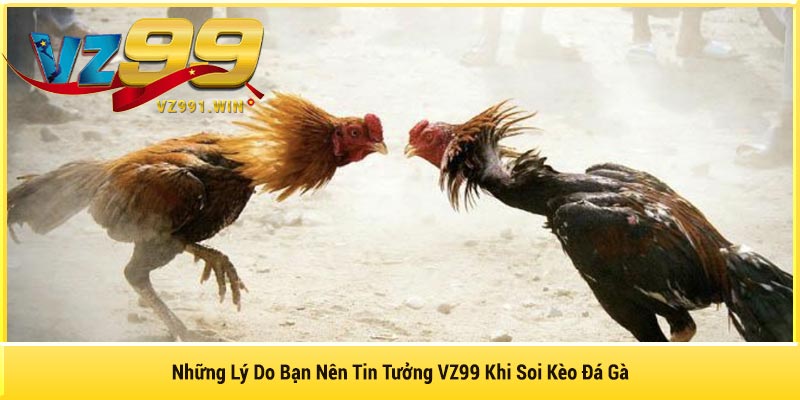Những Lý Do Bạn Nên Tin Tưởng VZ99 Khi Soi Kèo Đá Gà
