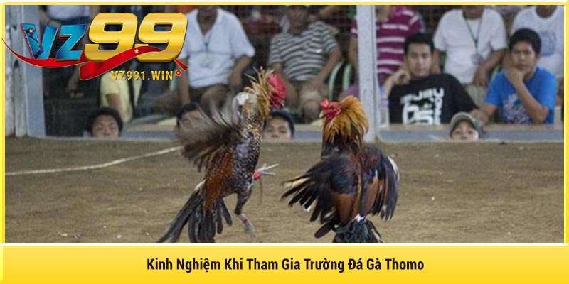 Kinh Nghiệm Khi Tham Gia Trường Đá Gà Thomo