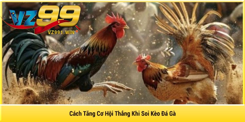 Cách Tăng Cơ Hội Thắng Khi Soi Kèo Đá Gà