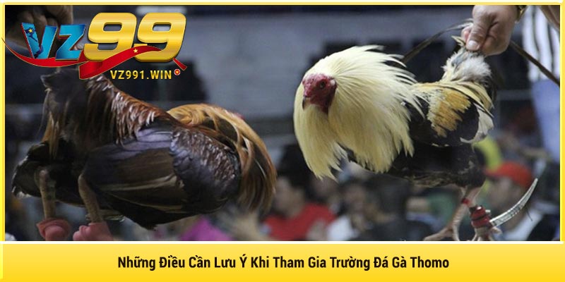 Những Điều Cần Lưu Ý Khi Tham Gia Trường Đá Gà Thomo