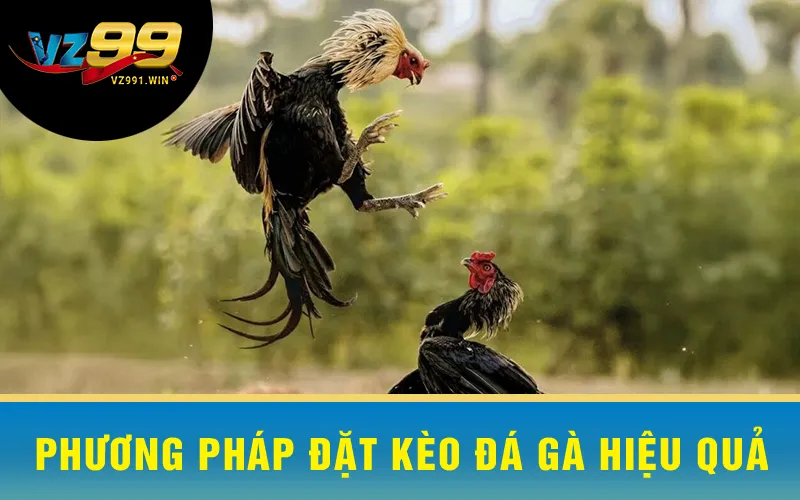 Phương Pháp Đặt Kèo Đá Gà Hiệu Quả