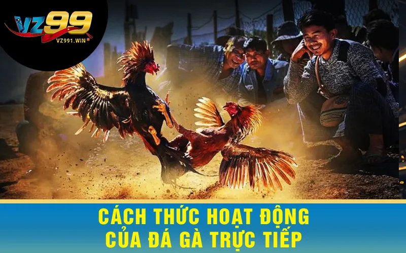 Cách Thức Hoạt Động Của Đá Gà Trực Tiếp
