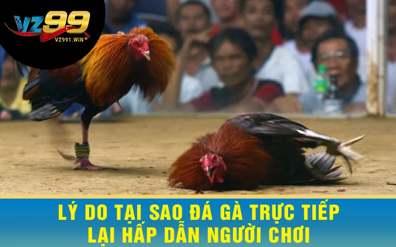 Lý Do Tại Sao Đá Gà Trực Tiếp Lại Hấp Dẫn Người Chơi