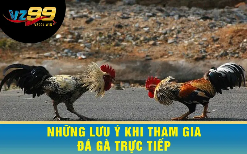 Những Lưu Ý Khi Tham Gia Đá Gà Trực Tiếp