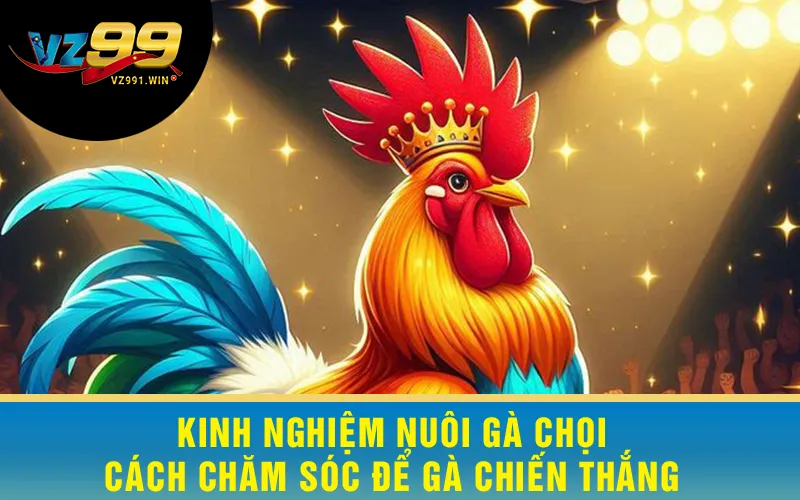 Kinh Nghiệm Nuôi Gà Chọi - Cách Chăm Sóc Để Gà Chiến Thắng