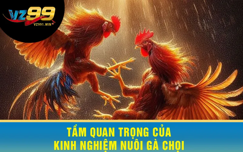 Tầm Quan Trọng Của Kinh Nghiệm Nuôi Gà Chọi