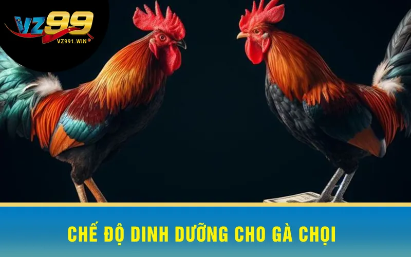 Chế Độ Dinh Dưỡng Cho Gà Chọi