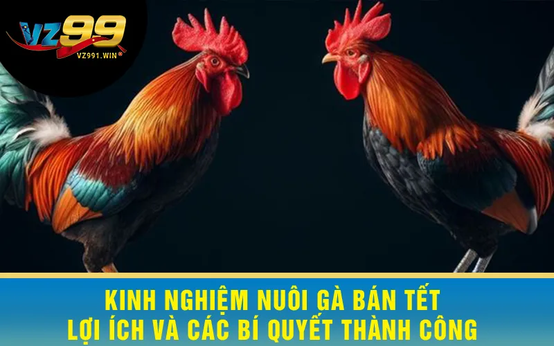 Kinh Nghiệm Nuôi Gà Bán Tết - Lợi Ích Và Các Bí Quyết Thành Công