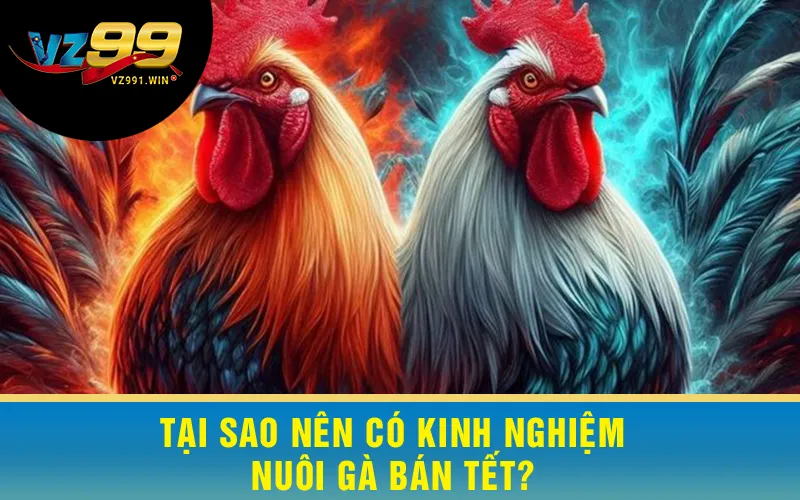 Tại Sao Nên Có Kinh Nghiệm Nuôi Gà Bán Tết?