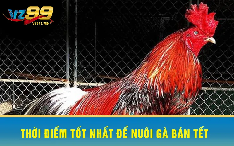 Thời Điểm Tốt Nhất Để Nuôi Gà Bán Tết