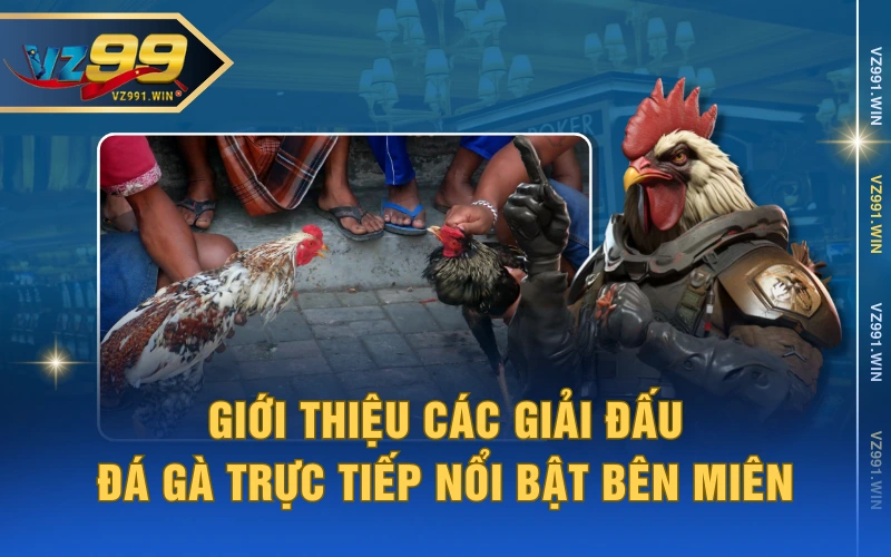 Giới thiệu các giải đấu đá gà trực tiếp nổi bật bên Miên