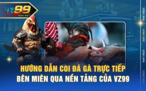 Hướng Dẫn Coi Đá Gà Trực Tiếp Bên Miên Qua Nền Tảng Của VZ99