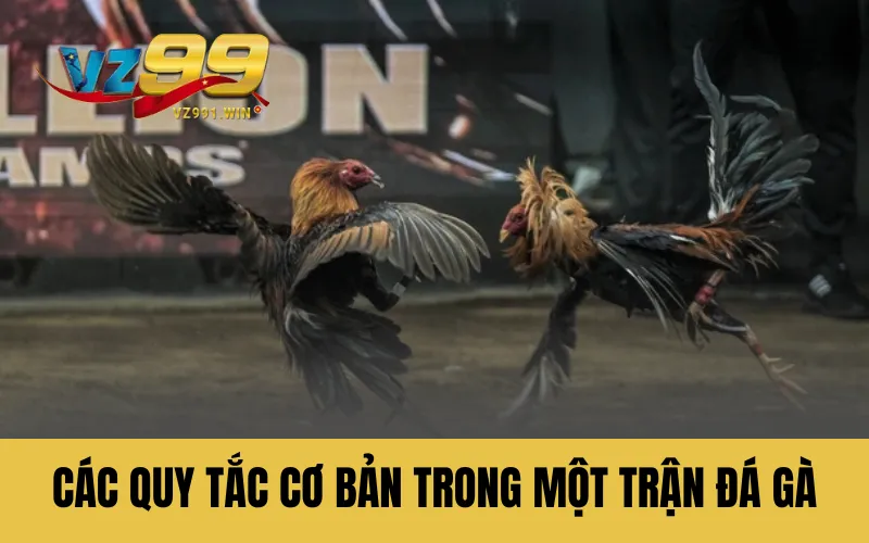 Các quy tắc cơ bản trong một trận đá gà