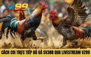 Cách Coi Trực Tiếp Đá Gà SV388 Qua Livestream Tại VZ99