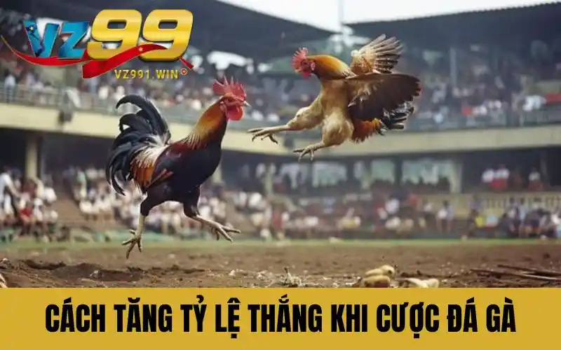 Cách tăng tỷ lệ thắng khi cược đá gà