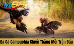 Đá Gà Campuchia - Bí Mật Chiến Thắng Qua Mỗi Trận Đấu Kịch Tính