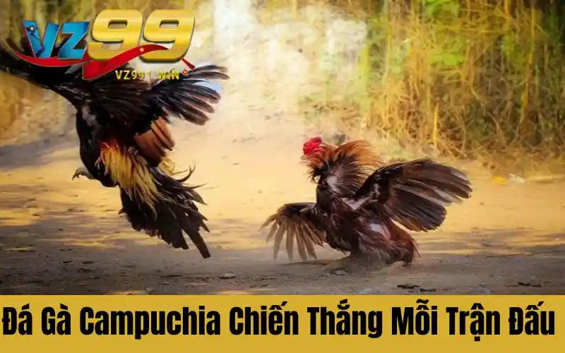 Đá Gà Campuchia - Bí Mật Chiến Thắng Qua Mỗi Trận Đấu Kịch Tính