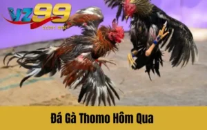 Đá Gà Thomo Hôm Qua Phân Tích Về Kỹ Thuật Và Chiến Thuật