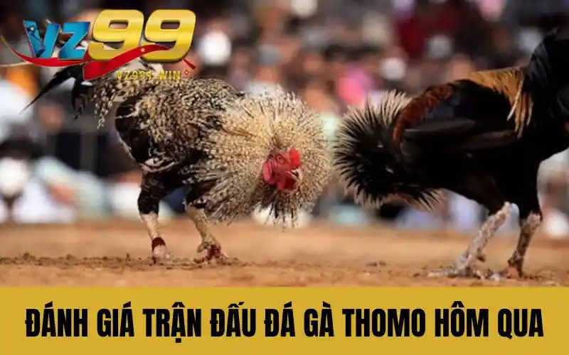 Đánh giá trận đấu đá gà thomo hôm qua