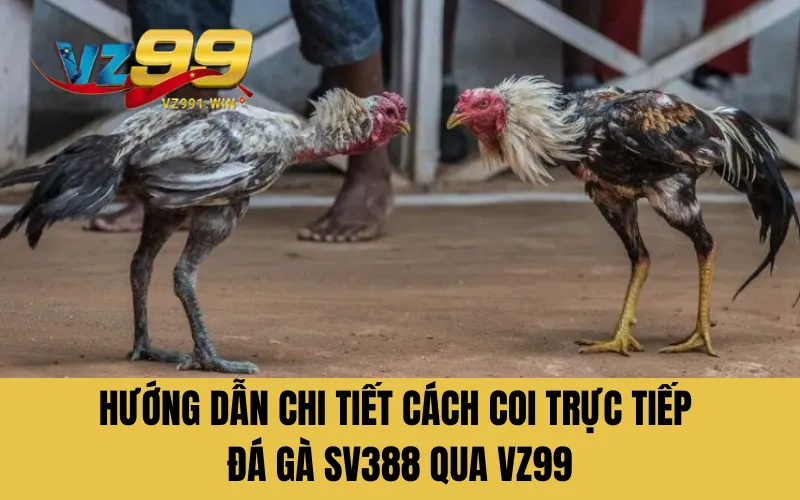Hướng dẫn chi tiết cách coi trực tiếp đá gà sv388 qua VZ99