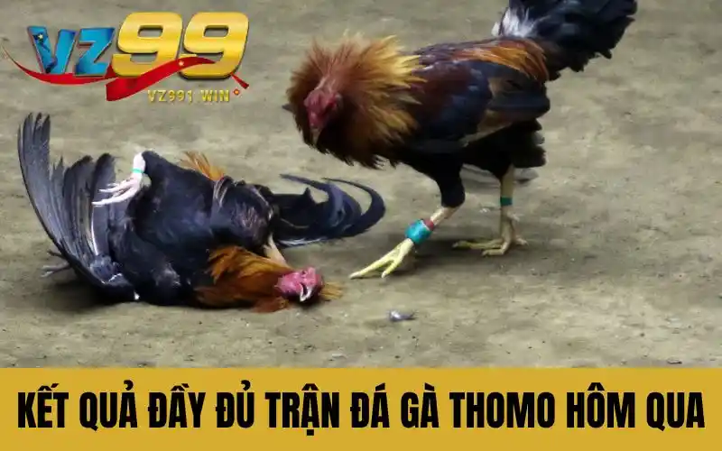 Kết quả đầy đủ trận đá gà Thomo hôm qua