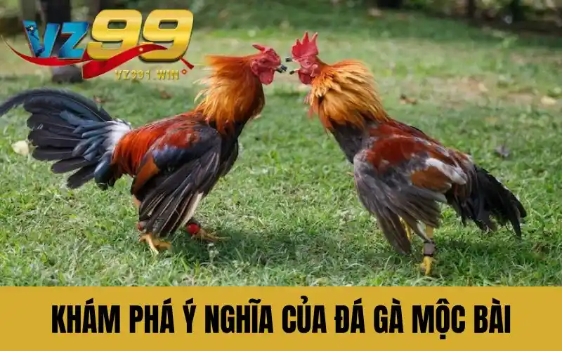 Khám phá ý nghĩa của đá gà mộc bài