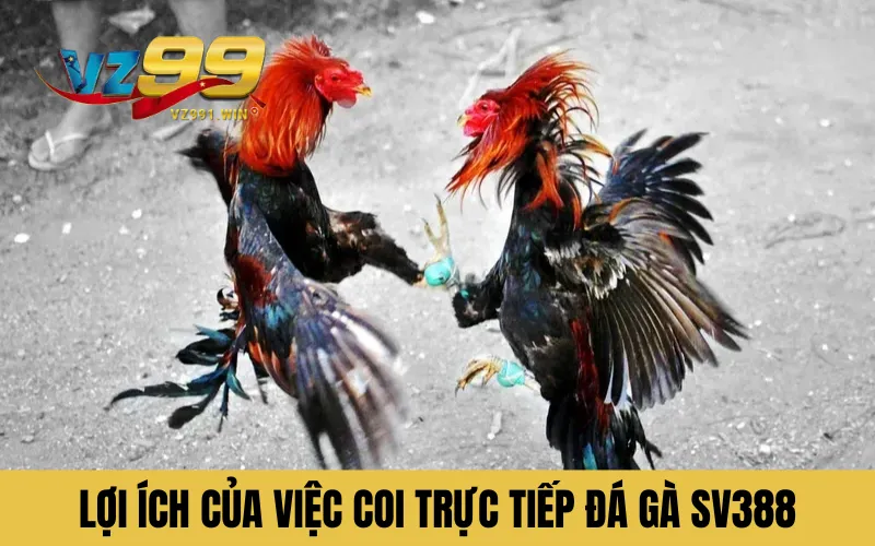Lợi ích của việc coi trực tiếp đá gà sv388
