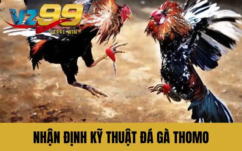 Nhận định kỹ thuật đá gà Thomo qua trận đấu