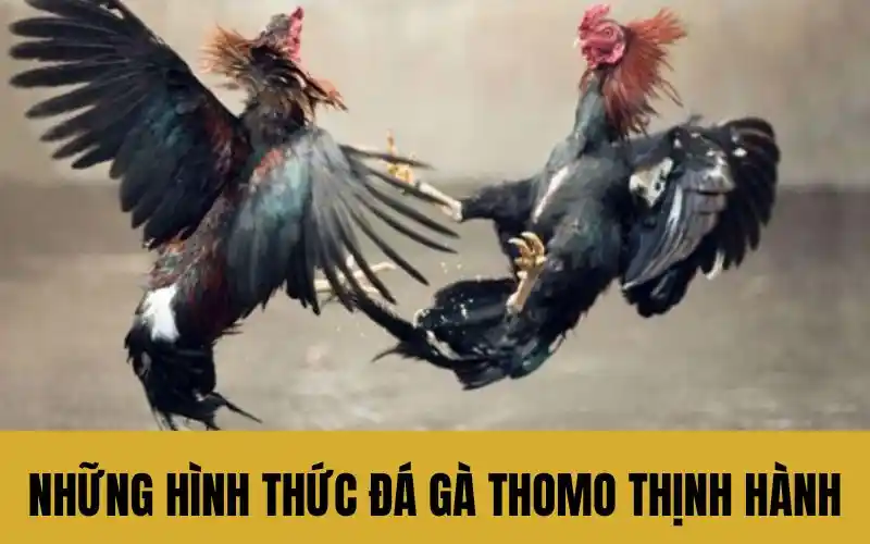 Những hình thức đá gà Thomo thịnh hành