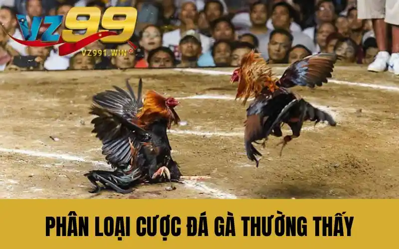 Phân loại cược đá gà thường thấy