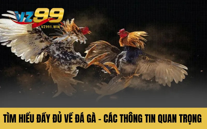 Tìm Hiểu Đầy Đủ Về Đá Gà - Các Thông Tin Quan Trọng Cần Biết