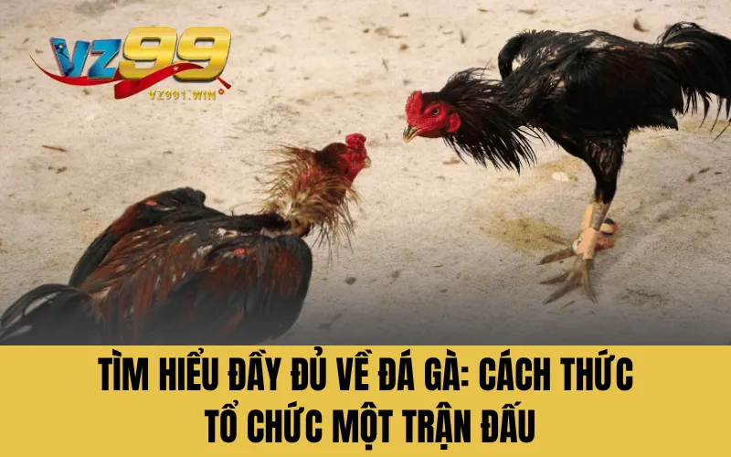 Tìm hiểu đầy đủ về đá gà: Cách thức tổ chức một trận đấu