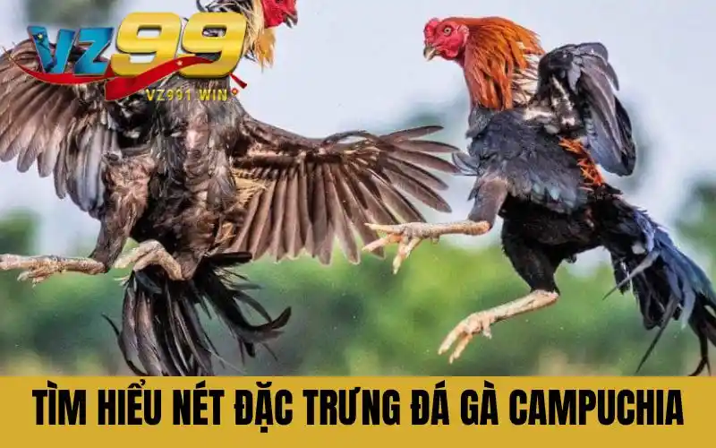 Tìm hiểu nét đặc trưng đá gà Campuchia