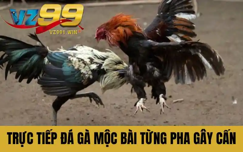 Trực Tiếp Đá Gà Mộc Bài Tường Thuật Từng Pha Gây Cấn