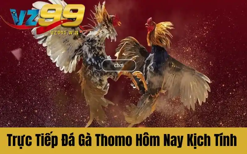 Trực Tiếp Đá Gà Thomo Hôm Nay Đầy Kịch Tính Từng Giây