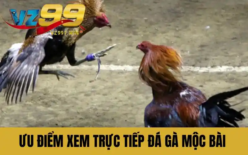 Ưu điểm xem trực tiếp đá gà mộc bài 