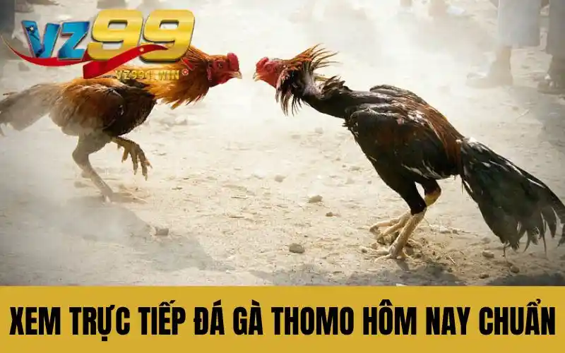 Xem trực tiếp đá gà thomo hôm nay chuẩn xác
