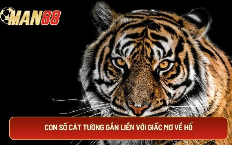 Con số cát tường gắn liền với giấc mơ về hổ