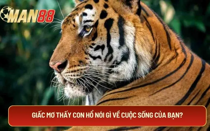 Giấc mơ thấy con hổ nói gì về cuộc sống của bạn?