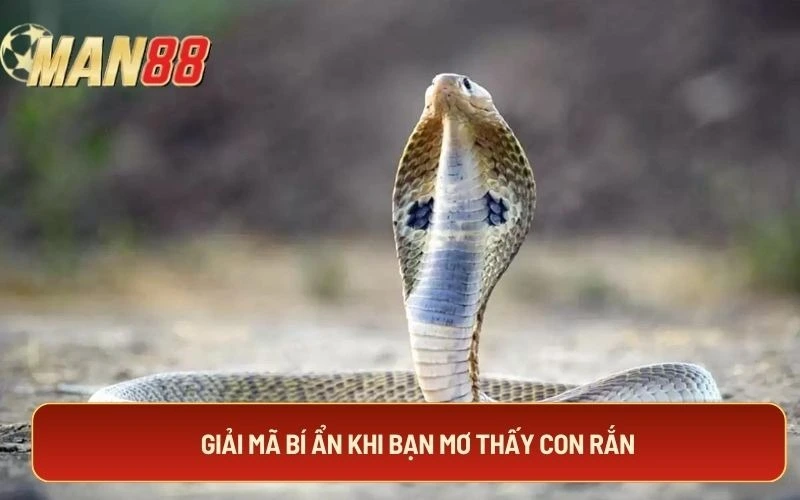 Giải mã bí ẩn khi bạn mơ thấy con rắn