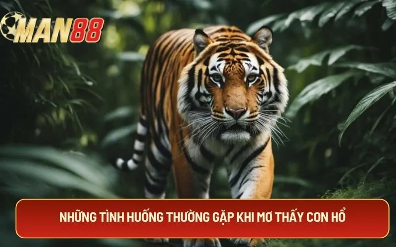 Những tình huống thường gặp khi mơ thấy con hổ